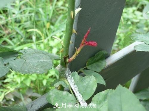 想要多色月季花？一個(gè)方法滿足你(圖1)