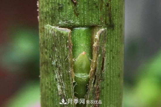 想要多色月季花？一個(gè)方法滿足你(圖3)