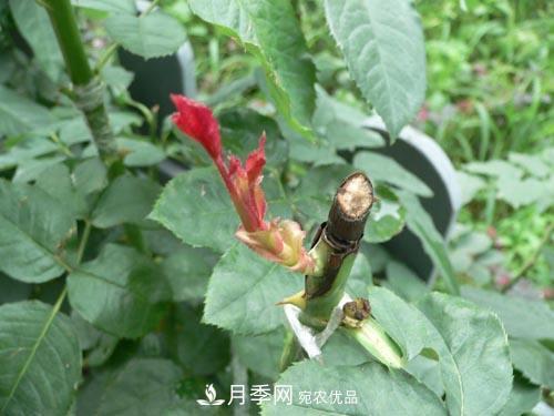 想要多色月季花？一個(gè)方法滿足你(圖2)