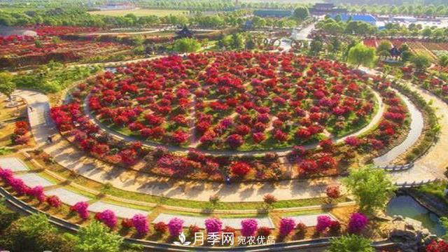 中國三大月季名園，愛月季的你一定要去的三大月季園！(圖2)