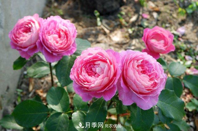 夏季盆栽月季養(yǎng)護要點都在這里了！(圖1)