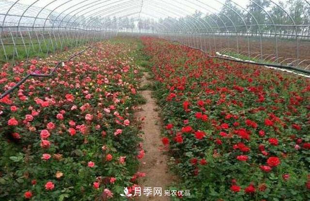 花木人，你所不知道的月季小苗價(jià)格(圖2)