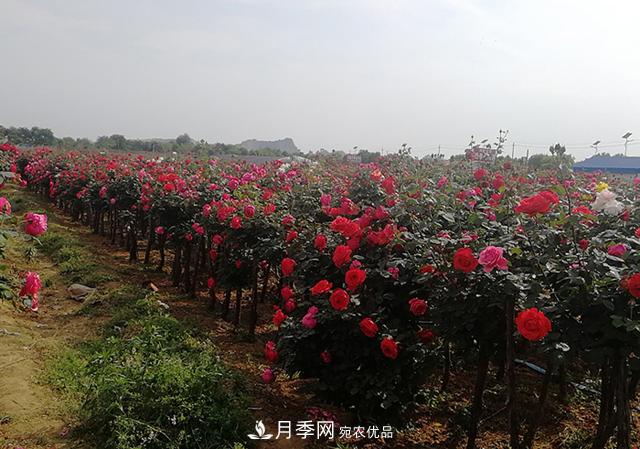 樹狀月季最新批發(fā)價(jià)格！風(fēng)靡高端月季市場的月季樹好在呢？(圖3)