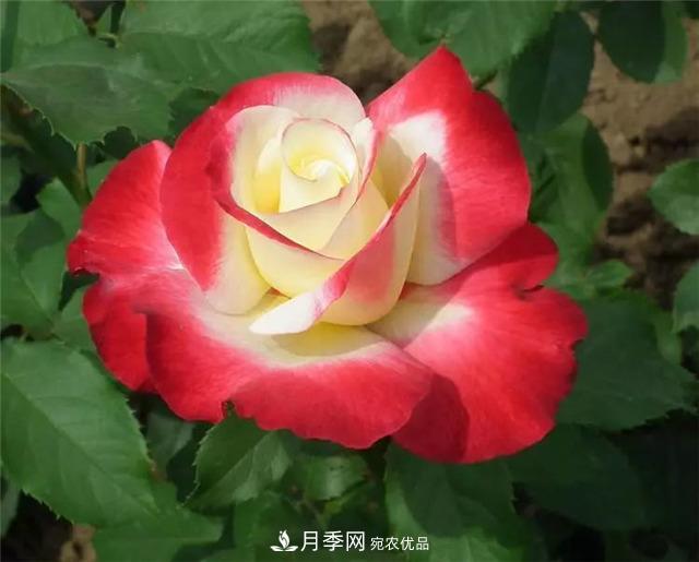 這幾款月季品種，你可能聽都沒聽說(shuō)過(guò)！(圖1)