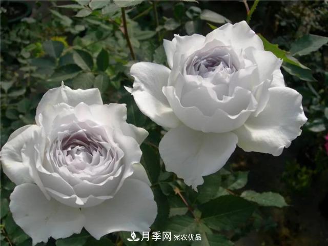 這幾款月季品種，你可能聽都沒聽說(shuō)過(guò)！(圖2)