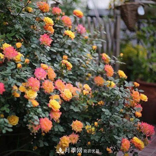 這幾款月季品種，你可能聽都沒聽說(shuō)過(guò)！(圖3)