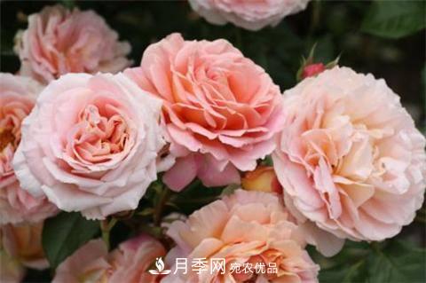 8款好聞好養(yǎng)的月季花，香氣濃郁開花滿屋香(圖2)