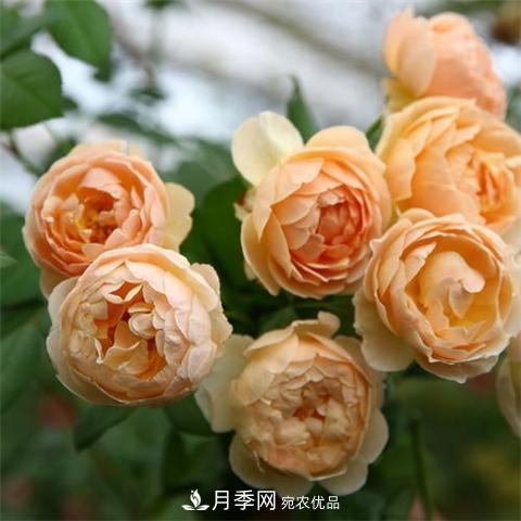 8款好聞好養(yǎng)的月季花，香氣濃郁開花滿屋香(圖1)