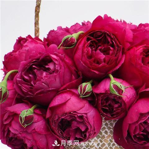 8款好聞好養(yǎng)的月季花，香氣濃郁開花滿屋香(圖3)