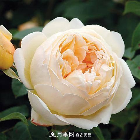 8款好聞好養(yǎng)的月季花，香氣濃郁開花滿屋香(圖5)