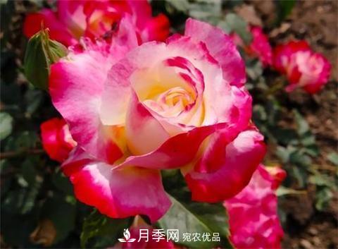 8款好聞好養(yǎng)的月季花，香氣濃郁開花滿屋香(圖8)