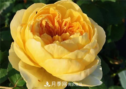 8款好聞好養(yǎng)的月季花，香氣濃郁開花滿屋香(圖9)