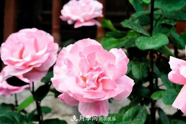 夏季陰雨綿綿，要花命，你的月季還在嗎？(圖2)