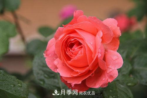 夏季陰雨綿綿，要花命，你的月季還在嗎？(圖3)