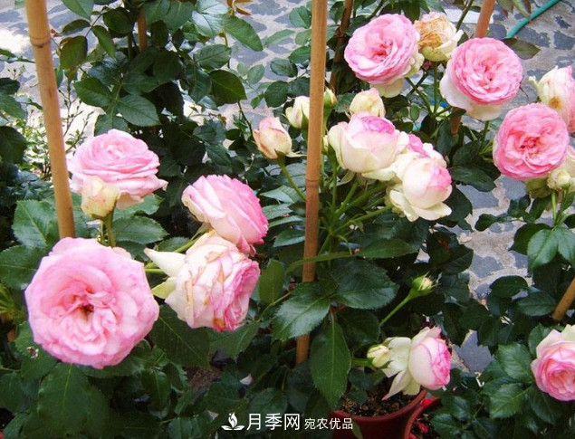 想要月季在秋季爆盆？夏季的這件事要提前準(zhǔn)備(圖1)