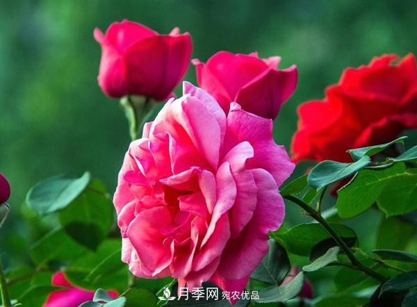花友作業(yè)，一分鐘看懂月季(圖2)