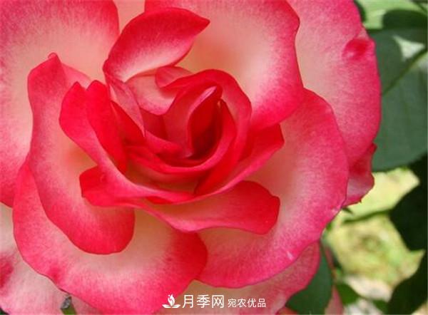 花友作業(yè)，一分鐘看懂月季(圖1)