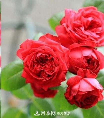廣東種月季，首選這15個品種，一年花開10個月！(圖3)