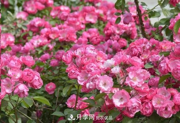 廣東種月季，首選這15個品種，一年花開10個月！(圖4)