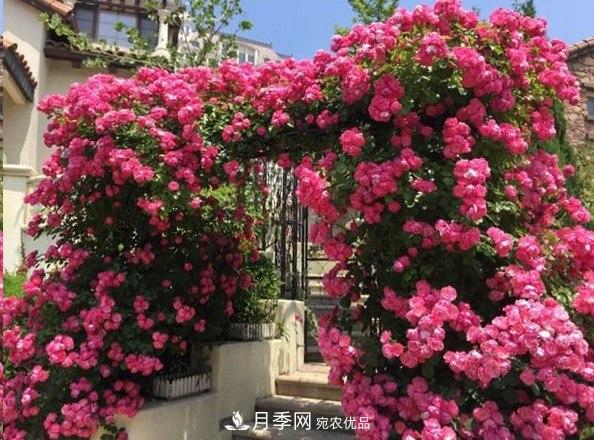 廣東種月季，首選這15個品種，一年花開10個月！(圖5)
