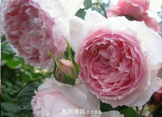 廣東種月季，首選這15個品種，一年花開10個月！(圖7)