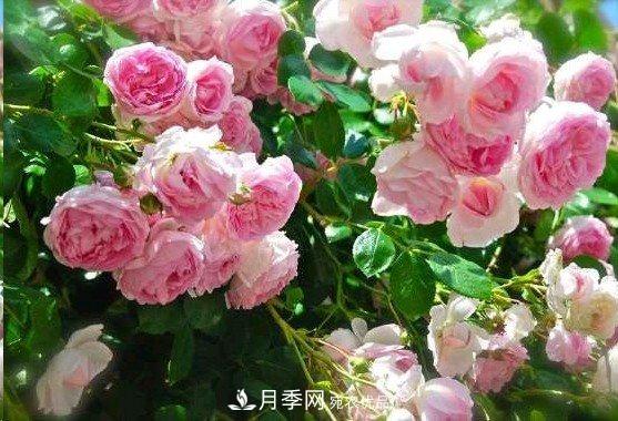 廣東種月季，首選這15個品種，一年花開10個月！(圖6)