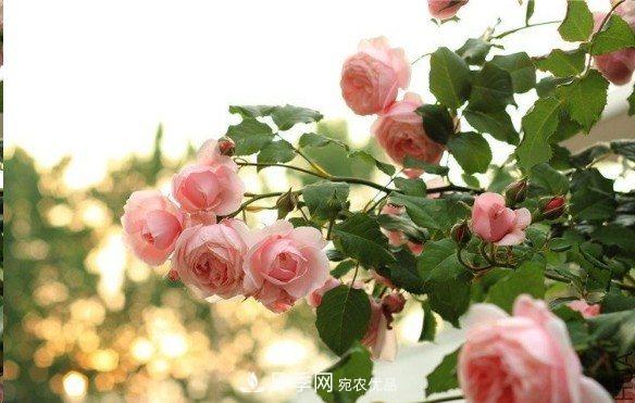 廣東種月季，首選這15個品種，一年花開10個月！(圖8)