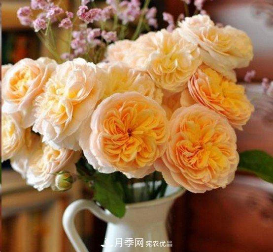 廣東種月季，首選這15個品種，一年花開10個月！(圖10)