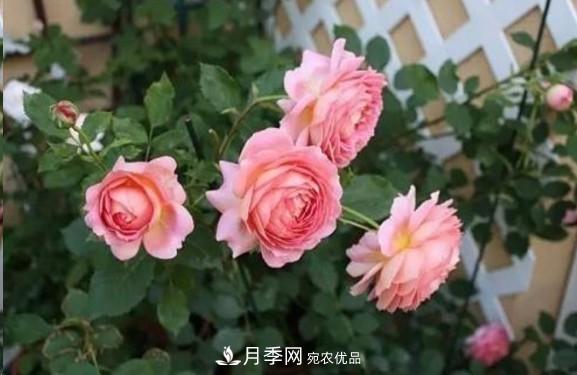 廣東種月季，首選這15個品種，一年花開10個月！(圖9)