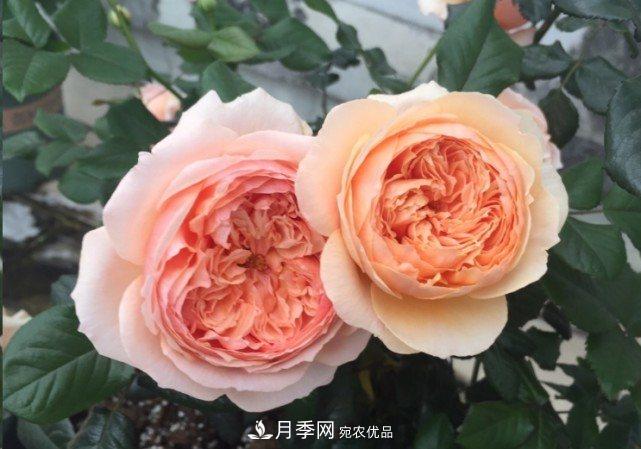 廣東種月季，首選這15個品種，一年花開10個月！(圖12)