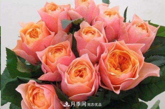 廣東種月季，首選這15個品種，一年花開10個月！(圖13)