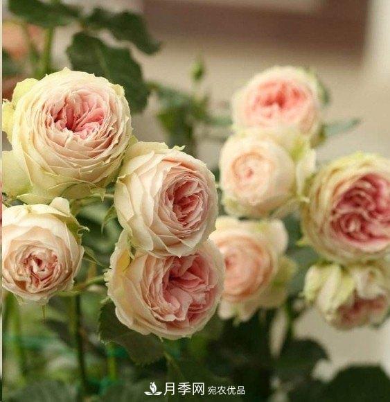 廣東種月季，首選這15個品種，一年花開10個月！(圖14)