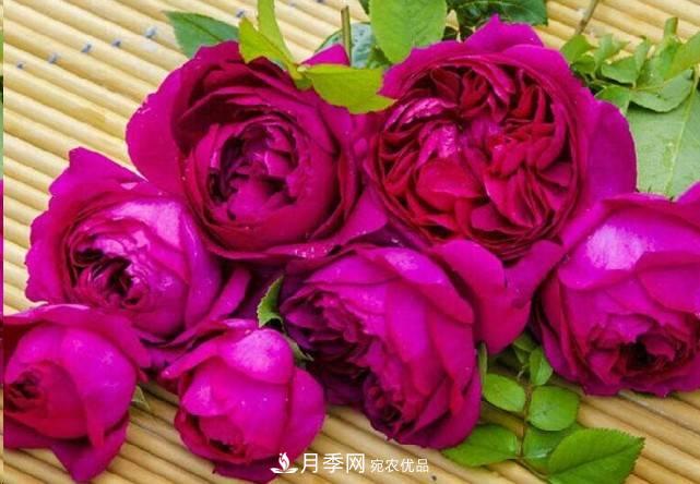 廣東種月季，首選這15個品種，一年花開10個月！(圖15)