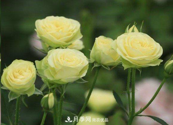 廣東種月季，首選這15個品種，一年花開10個月！(圖17)