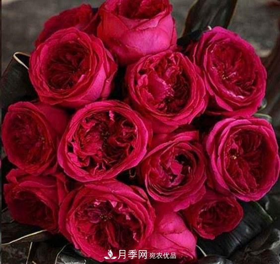 廣東種月季，首選這15個品種，一年花開10個月！(圖18)