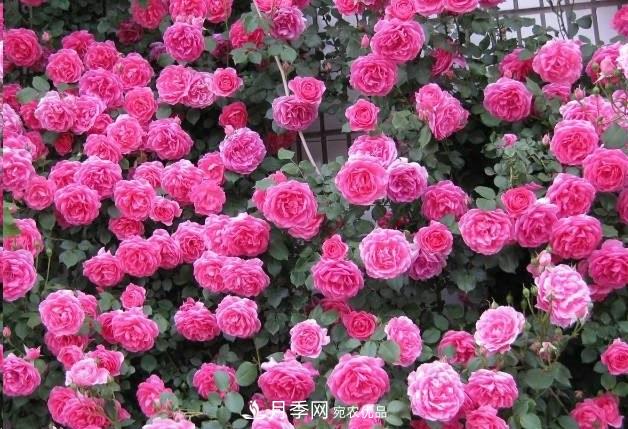 廣東種月季，首選這15個品種，一年花開10個月！(圖2)