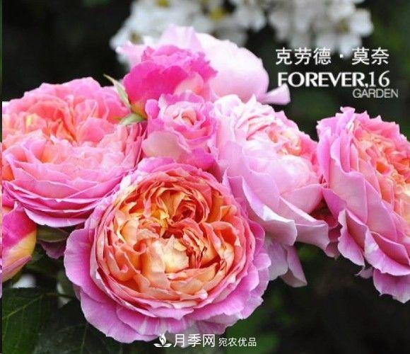 廣東種月季，首選這15個品種，一年花開10個月！(圖11)