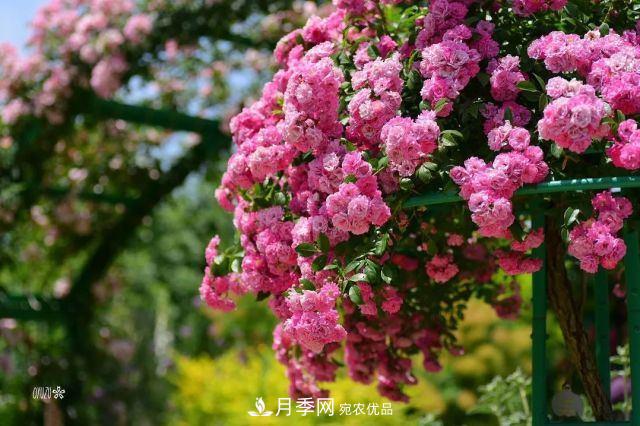 走進(jìn)世界***大月季園，近7000個(gè)品種，30000棵月季……(圖1)