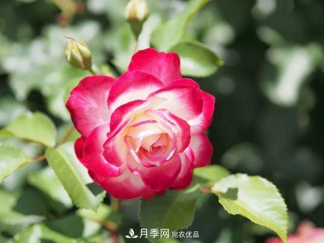 走進(jìn)世界***大月季園，近7000個(gè)品種，30000棵月季……(圖9)