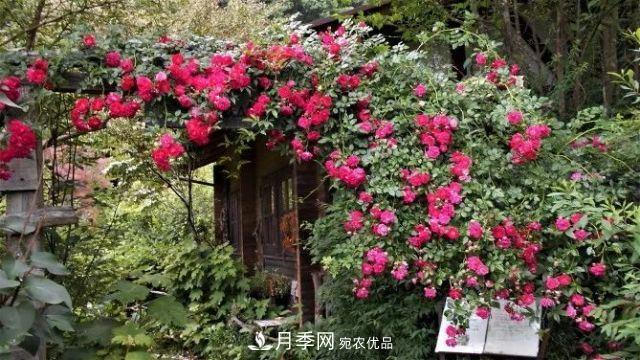 走進(jìn)世界***大月季園，近7000個(gè)品種，30000棵月季……(圖8)