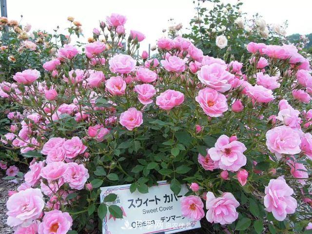 走進(jìn)世界***大月季園，近7000個(gè)品種，30000棵月季……(圖12)