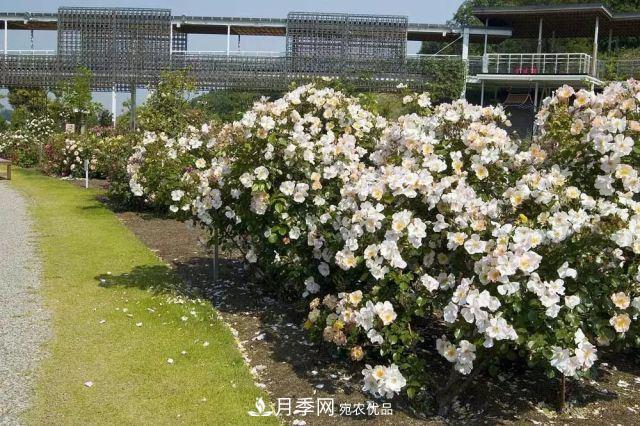 走進(jìn)世界***大月季園，近7000個(gè)品種，30000棵月季……(圖11)