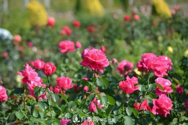 走進(jìn)世界***大月季園，近7000個(gè)品種，30000棵月季……(圖2)