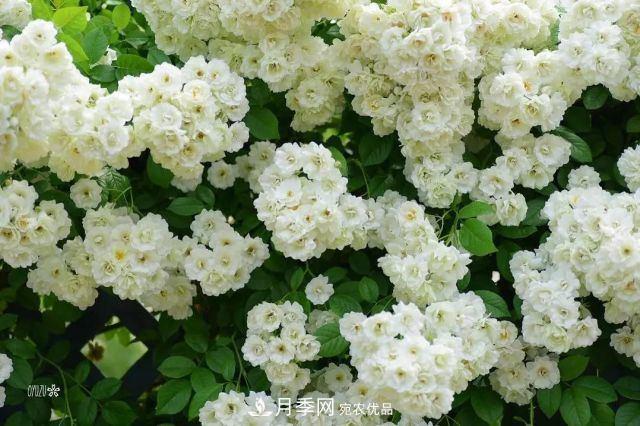 走進(jìn)世界***大月季園，近7000個(gè)品種，30000棵月季……(圖4)