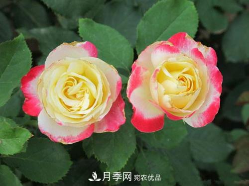 審美觀不同，哪些月季花品種是花友公認必備的？(圖1)