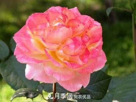審美觀不同，哪些月季花品種是花友公認必備的？(圖2)