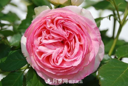 審美觀不同，哪些月季花品種是花友公認必備的？(圖4)