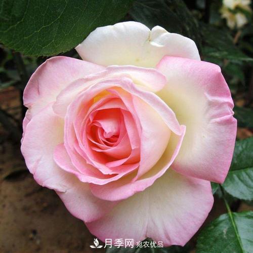 月季的養(yǎng)護的關(guān)鍵季節(jié)，夏季養(yǎng)護得當開花不斷！(圖1)