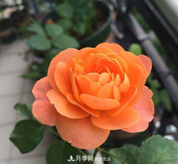 月季的養(yǎng)護的關(guān)鍵季節(jié)，夏季養(yǎng)護得當開花不斷！(圖2)