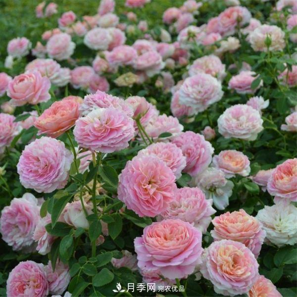 月季的養(yǎng)護的關(guān)鍵季節(jié)，夏季養(yǎng)護得當開花不斷！(圖3)